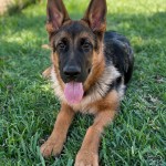 Ice x Chloe Female | Lundborg-Land German Shepherd Dogs German Shepherd puppy lying on green grass with tongue out, ears upright and attentive gaze.