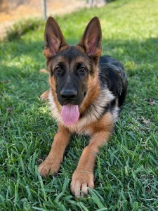 German Shepherd puppy lying on green grass with tongue out, ears upright and attentive gaze.