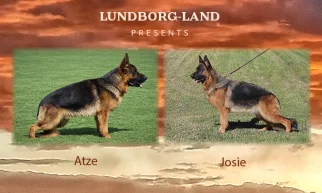 Atze x Josie Litter | Lundborg-Land German Shepherd Dogs Atze x Josie Litter