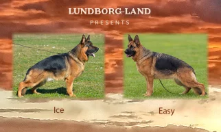 Ice x Easy Litter | Lundborg-Land German Shepherd Dogs Two German Shepherds in a field, left labeled 'Ice' and right labeled 'Easy', with a sunset background.