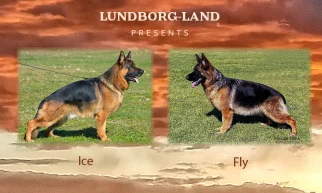 Ice x Fly Litter | Lundborg-Land German Shepherd Dogs Ice x Fly Litter