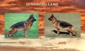 Vigo x Addy Litter | Lundborg-Land German Shepherd Dogs Vigo x Addy Litter