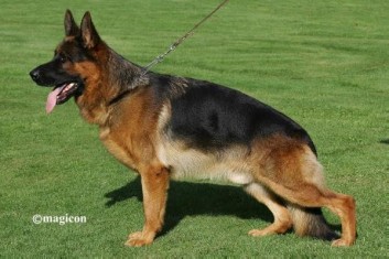 VA-Labo vom Schollweiher,SchH 3, KKl 1