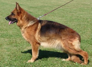 Paula vom Haus Röhner,SchH 1, KKl1