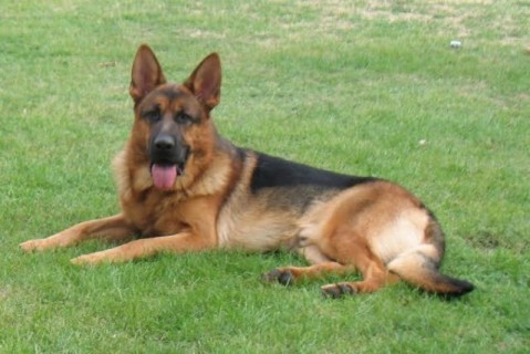 V-Visum vom Gleisenauer Schloss