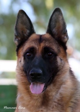 Ariele vom Lundborg-Land