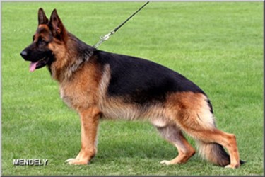 VA-Paul vom Bierstadter Hof