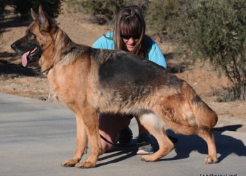 Shayenne vom Lundborg-Land