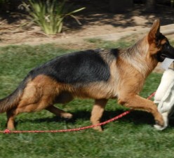 Hailey vom Lundborg-Land With Tug