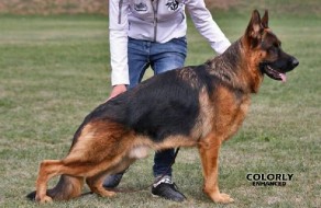 VA-Team Leiksaid Kapitan, SchH 3 Sire