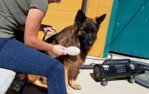 SKY blowing out coat