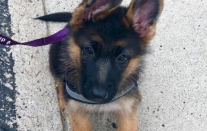 Lana learning to walk on a leash