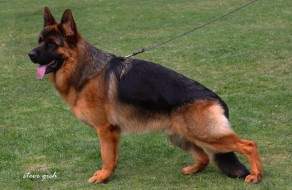 Mardoc von Rotae Land