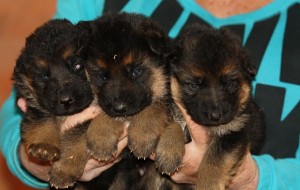 Ken-Dana female puppy