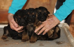 Ken-Dana female puppy