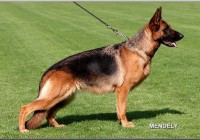 Riva von der Königsgarde