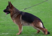 Nino von der Schmiede