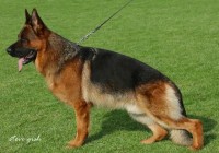 VA2 Willas vom Grafenbrunn