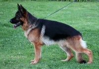 Gorki vom Frankengold