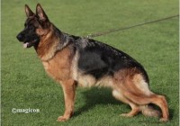 Yris vom Kapellenberg