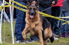 Gayville’s Pepe’s Pedigree