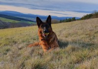 Hummel vom kleinen Zauberberg