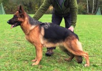 Fritzi vom Roten Feldweg