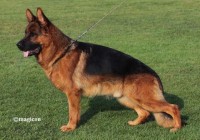 Whillo vom Klostermoor