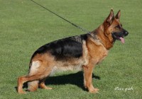 Maly vom Kirschental