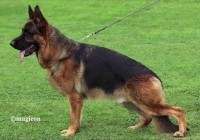 Team Leiksaid Kapitan