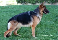 Jaci vom Lundborg-Land