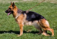 Quinie vom Zellergrund