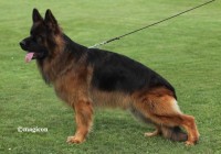 Ian vom kleinen Zauberberg