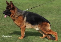 Gondor von Regina Pacis