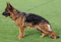 Wasa vom Frankengold