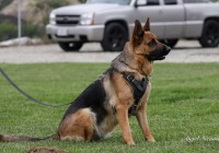 Gipsy Vom Kuckucksland