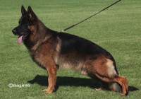 Henko vom Holtkämper Hof