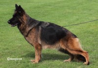 Griz-von-der-wilden-Dreizehn