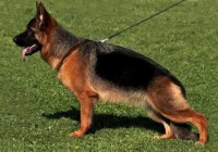 Ginevra-del-Rione-Antico