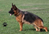 Zeta-di-Casa-Palomba