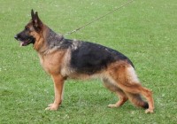 V-Gundi-vom-Hornpfad