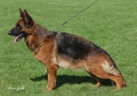 V-Dana-vom-Westervenn