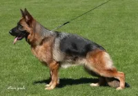 Jaffa-vom-Frankengold