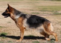 Andi-vom-Lundborg-Land-stnd