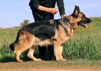 Breanna-von-der-Kriegerstadt