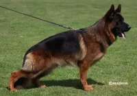 Bazooka-de-Casa-Celta