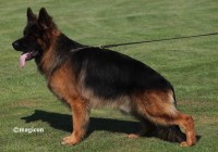 Zitan-v-Repitition-1