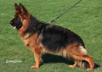 Bella-vom-Glockenbrink