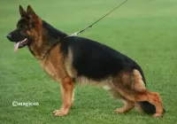 Perro-du-Domaine-de-Sanctae-Crucis