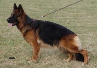 Xuxu-vom-Dromlingsrand-